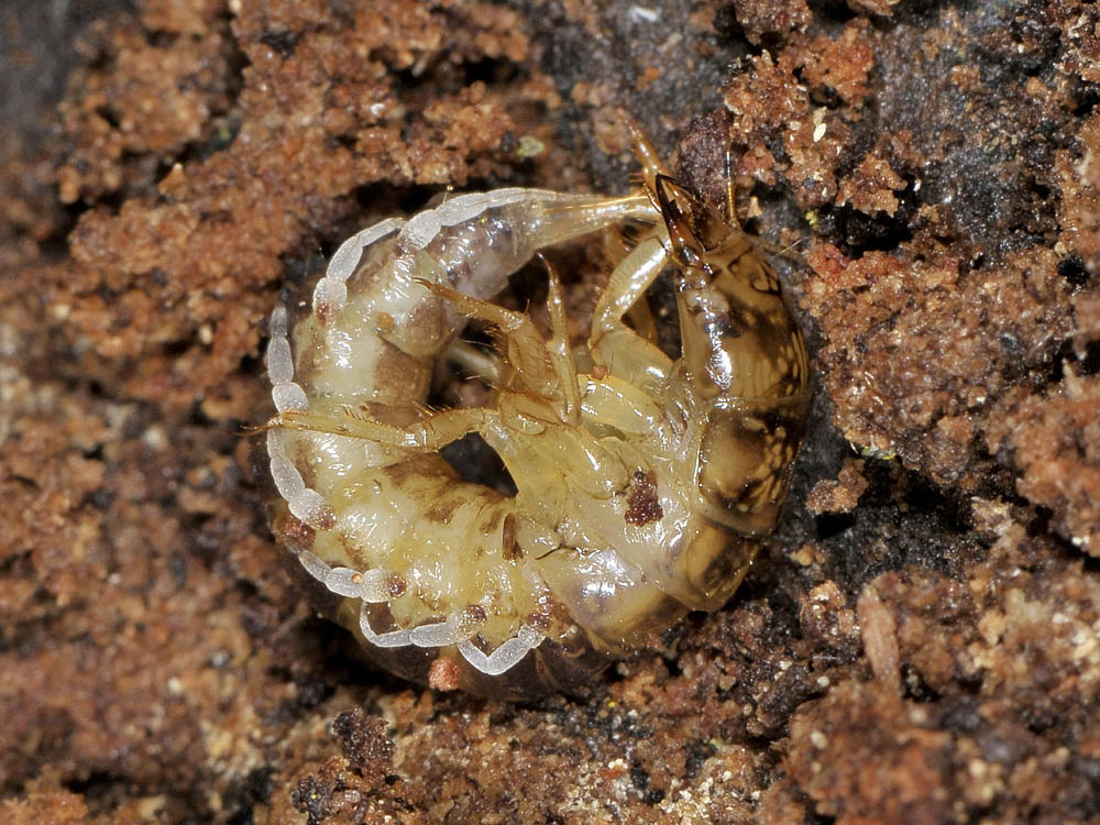 Larva con troppe zampe